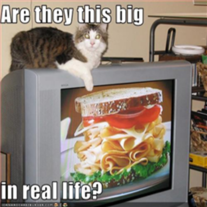 funny-pictures-cat-watches-tv Roblox decal