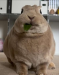 [CBG] Bunny Clan 兎