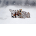 The fox helpers
