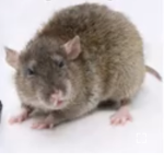 Rat cousins lol