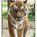 Wild Animal Group