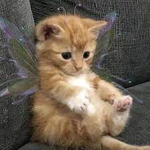 Aesthetic Kitty's Group