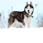 Husky Peeeps