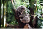 ~Cute Koalas~