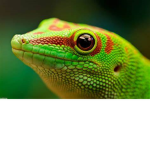 Gecko Arrival