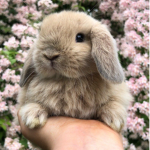 Bunnies R United