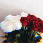 !RosesBlossom!