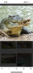 Rudolph the crocodile