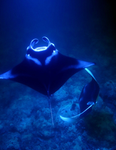 stingray’