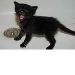 cats...