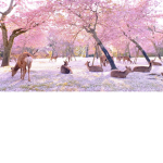 FallingCherryBlossom