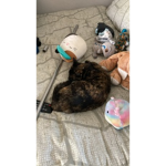 Winnie and Harvey