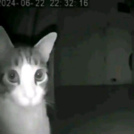 silentos