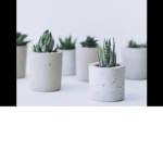 Cactus_bby