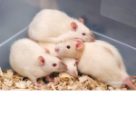 ratty people of the sewer