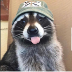 TheTrashBandits