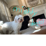 Dogs=LOVESSSSS