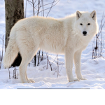 White Wolf Association