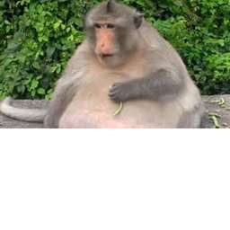 chunky monkey hangout