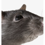 #Rat Pack
