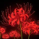Saccharine 花