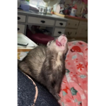 Ferrettt
