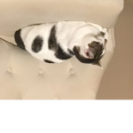 ###### cat squad