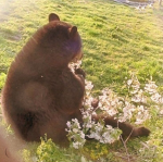 Lovebearsssssd