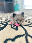 Pom queen Luna