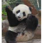 I LOVE PANDAS!!!!!!!