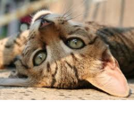 Kitten Empyer