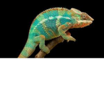 ~ Chameleon Squad ~