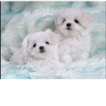 Dog/puppy fans!