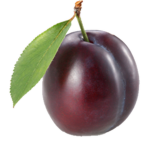 Followers of the plum