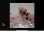 #Piggy Squad Group