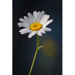 Blooming Daisies<3
