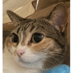 My Cat Is Purr