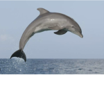 Bottlenose crew