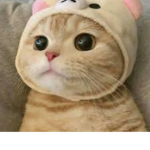 Gatitos:)