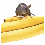 The banana rat squad!!