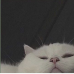cats and frogs :]