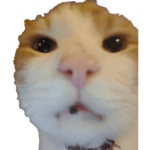 the gato church