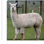 Alpacacop squad