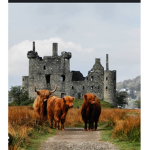 The order of the cows kimgdom