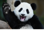 ombre panda squad