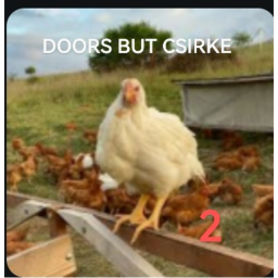 DOORS BUT CSIRKE 2