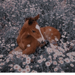 Hello Loves! -Arizona horse gal-