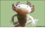 DA BEST AXOLOTL ARMY