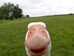 Goose's Lab