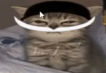 Vessl temp